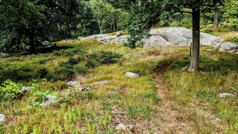 One of the many great sections of singletrack in Harriman State Park