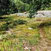 One of the many great sections of singletrack in Harriman State Park