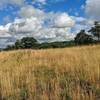 Just off trail sits a serene field in south Harriman State Park