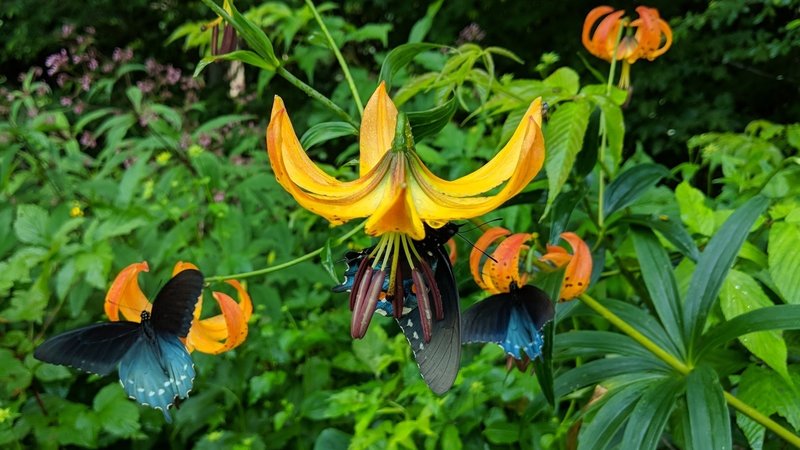 Turk's Cap Lilies in July