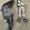 Me and a huge dead sea lion on the beach. It really gives you an appreciation of their size.