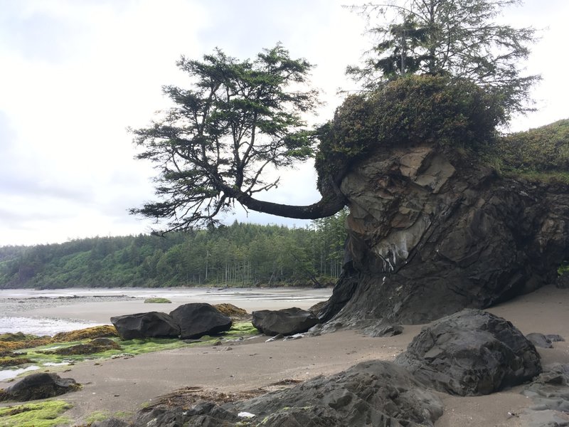 A very pretty tree that is hanging over (in high tide) water.