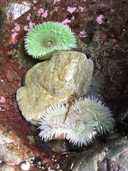 Two very large sea anemones.