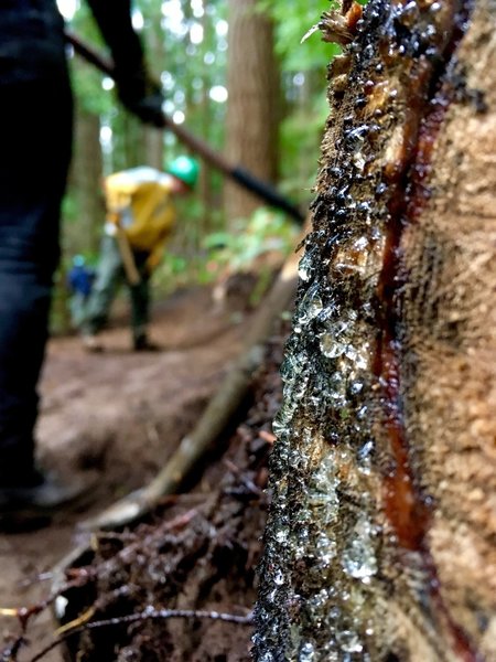 Grading out the tread on the trail.