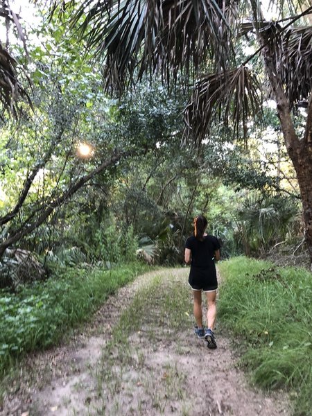 A glimpse at the shaded trail