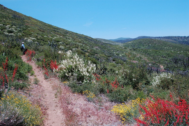 Flowers in fire recovery area.