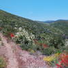 Flowers in fire recovery area.