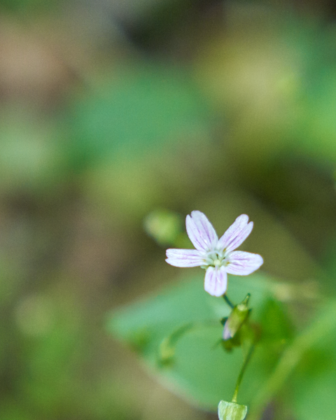 An example of the trail side flora in the park