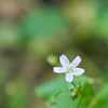 An example of the trail side flora in the park