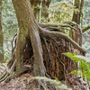 Oddly, the park has many examples of new tree growth taking root on the top or side of removed trees