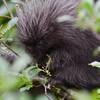 porcupine