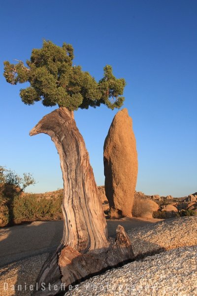 Old juniper around jumbo rocks