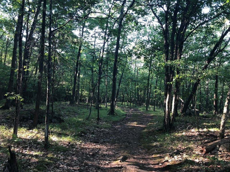 Flatter part of the trail, past the lookout point