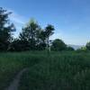 The small meadow next to the gazebo