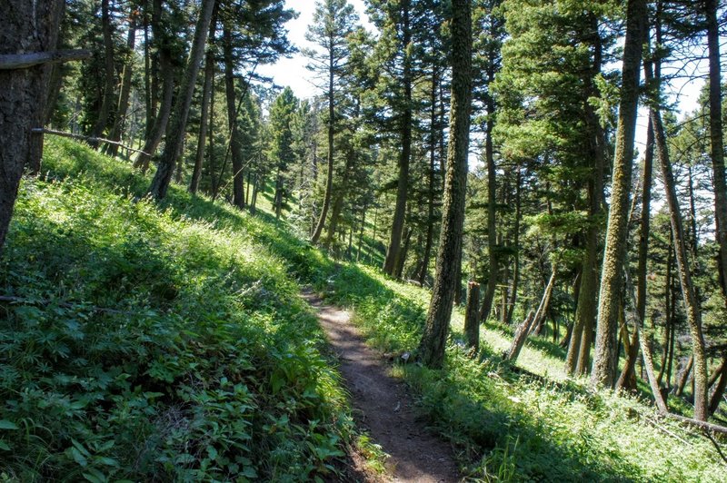 The trail carving through healthy forest on the hillside