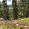 Wildflowers were everywhere at higher elevation.