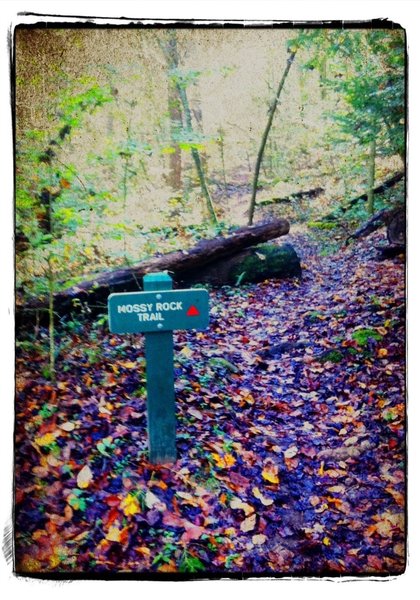 CCC Snipe Trail & Mossy Rock Bike Trail Intersection