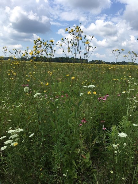 Open Prairie