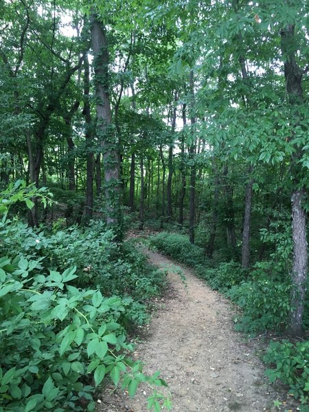 Path through forest margin