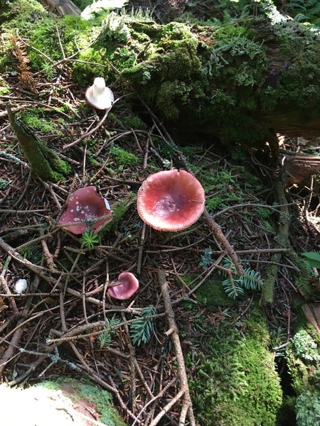 Some of the fungi you'll meet