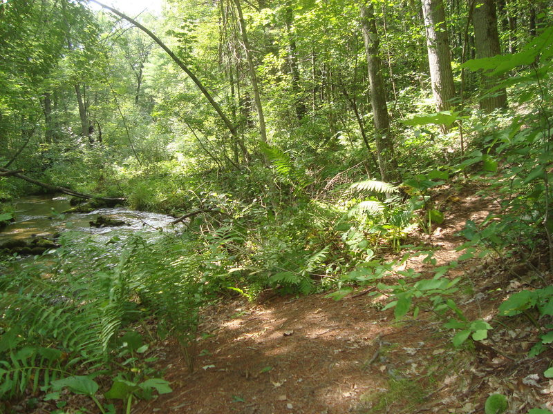 Foot trail at Silver Creek Campground with Silver Creek on the left.