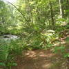 Foot trail at Silver Creek Campground with Silver Creek on the left.