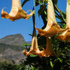 Some cool inverted flowers before the southern ramparts of Mafate