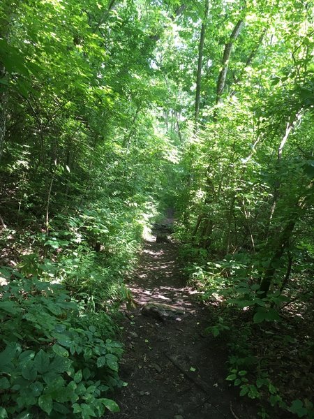 Singletrack on the Birch Trail