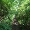 Singletrack on the Birch Trail