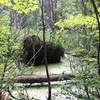 Shallow Bog on the Inman