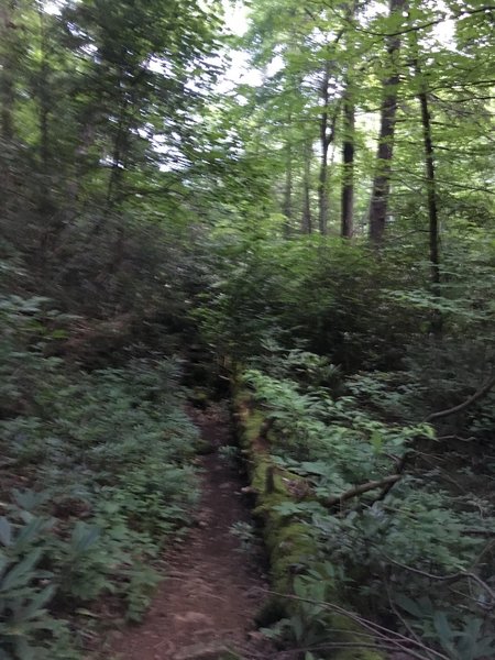 Singletrack on Lover's Leap Trail