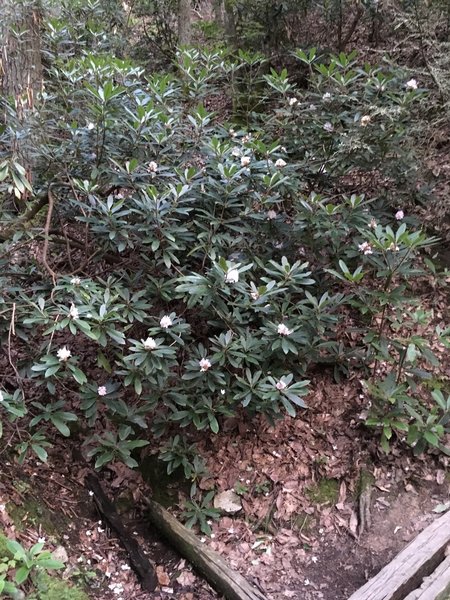 Rhodies on the way down