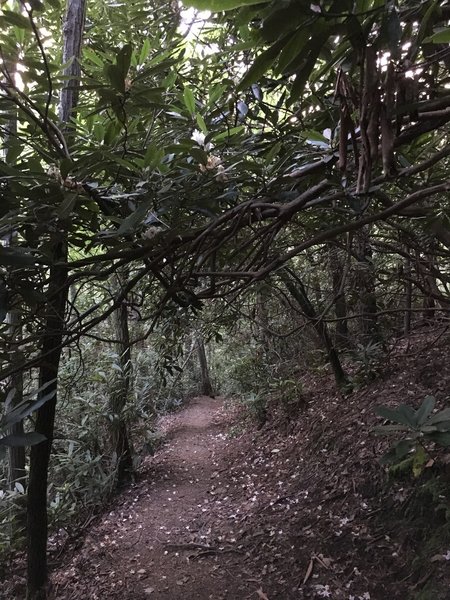 Rhodies almost covering the trail