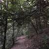 Rhodies almost covering the trail