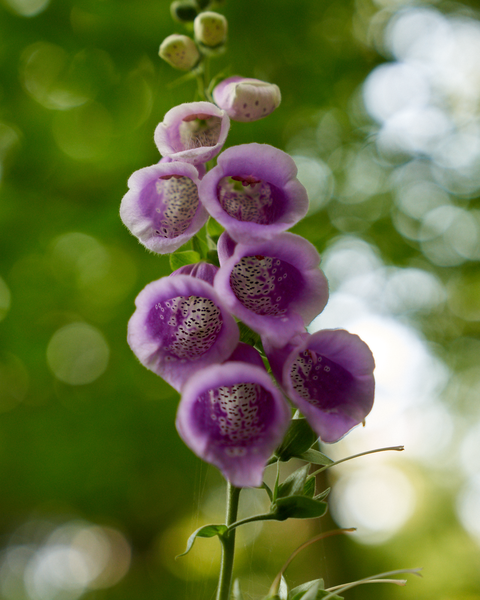 Some beautiful little trailside blossoms