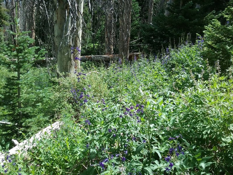 Field of larkspurs