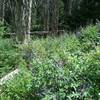 Field of larkspurs