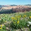 View of the Breaks and wildflowers