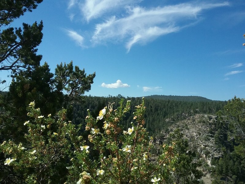 View of the forest above the canyon.