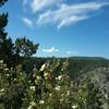 View of the forest above the canyon.