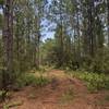 pine trees lining the trail