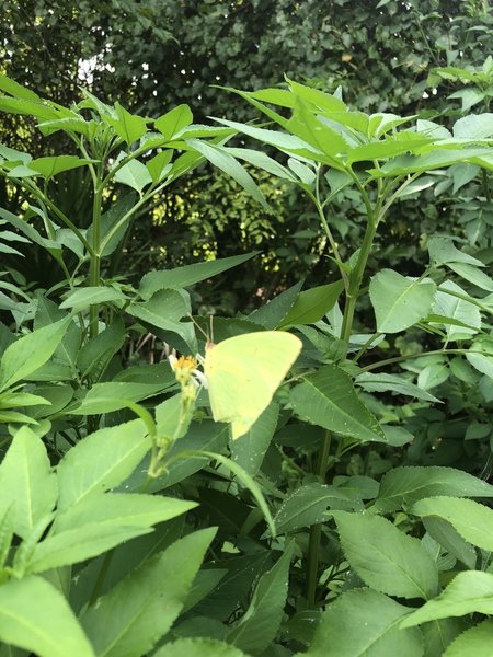 A yellow butterfly along the trail