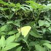 A yellow butterfly along the trail