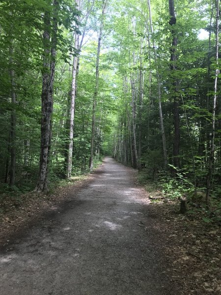 Lincoln Woods Trail on a beautiful day