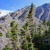 Flag trees with Sacagawea Peak in the background