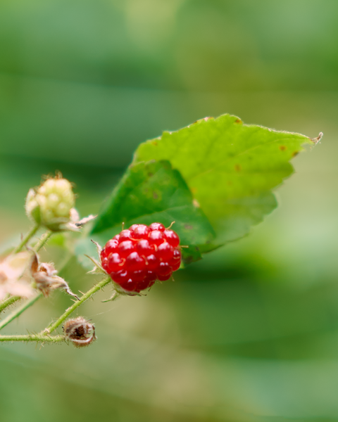 Looks good enough to eat!  (But I don't know if it is actually edible.)