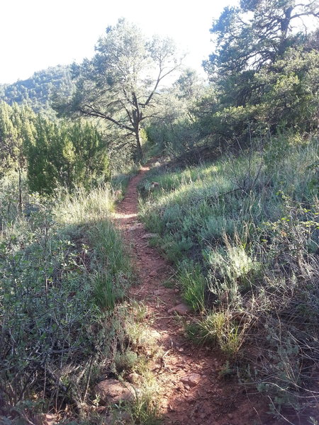 Majority of trail is singletrack but obvious