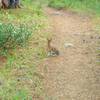 Snowshoe hare - so cute!  They turn completely white in the winter.