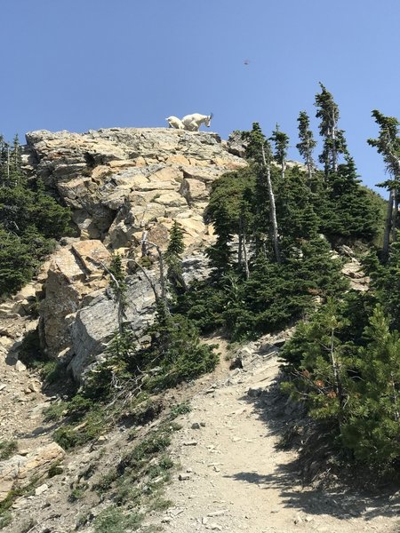 Looking back towards the summit of Mt. Aeneas make mom and kid mountain goats