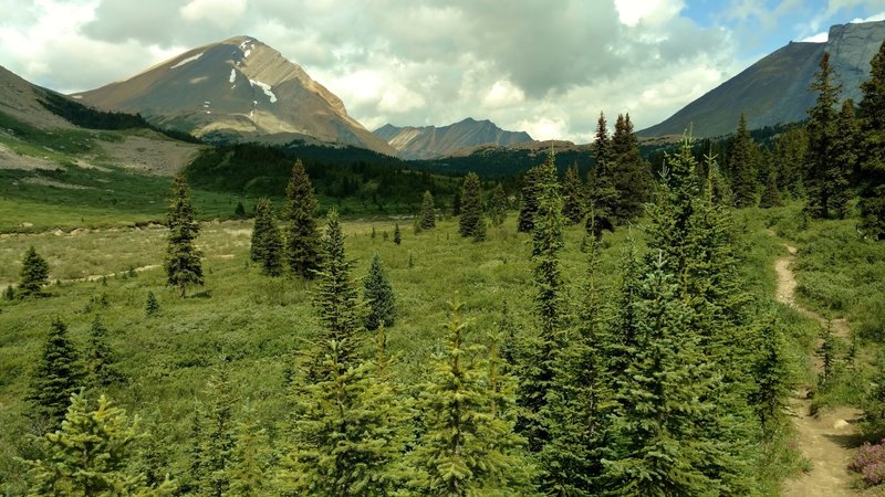 The forest thins into meadows dotted with firs as the trail climbs to Nigel Pass from the Nigel Creek Trailhead. Headwater streams of Nigel Creek run to the left of the trail.